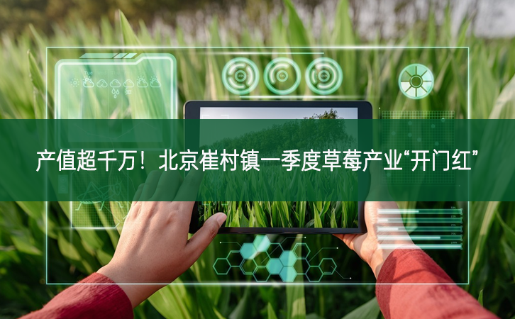 產值超千萬!北京崔村鎮一季度草莓產業“開門紅”