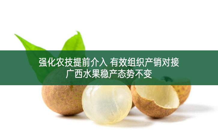 強化農(nóng)技提前介入 有效組織產(chǎn)銷對接 廣西水果穩(wěn)產(chǎn)態(tài)勢不變