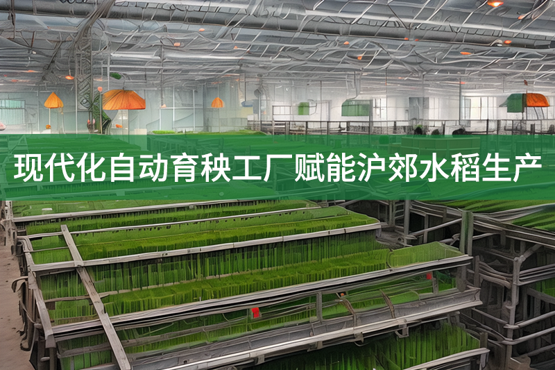 現代化自動育秧工廠賦能滬郊水稻生產