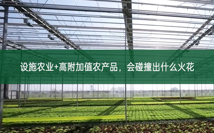 設(shè)施農(nóng)業(yè)+高附加值農(nóng)產(chǎn)品，會(huì)碰撞出什么火花