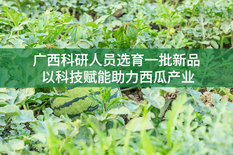 廣西科研人員選育一批新品，以科技賦能助力西瓜產業