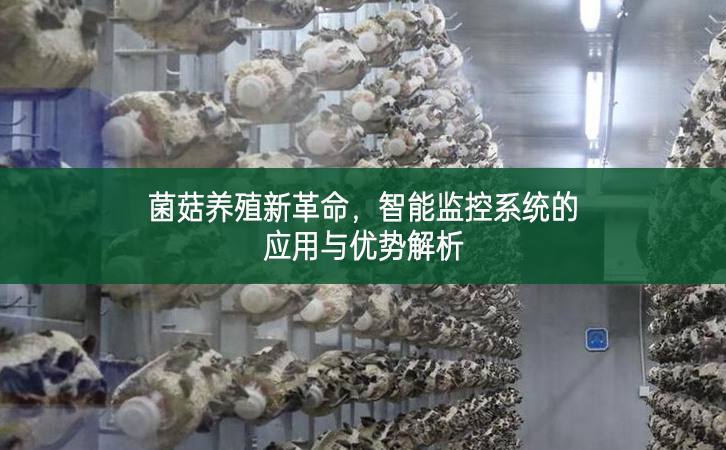 菌菇養殖新革命，智能監控系統的應用與優勢解析