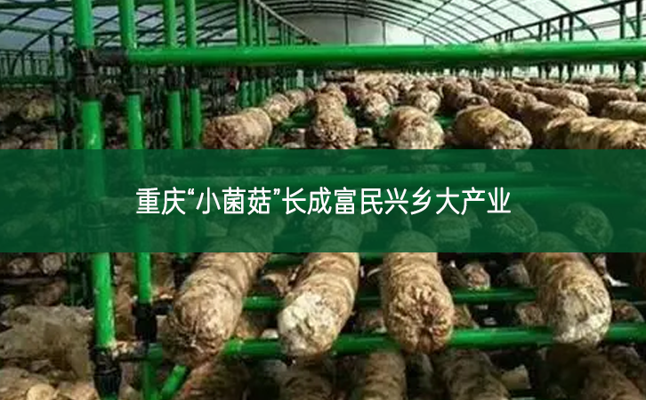 重慶“小菌菇”長成富民興鄉大產業