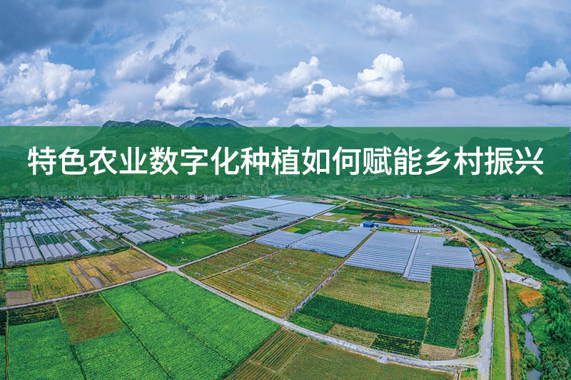 特色農(nóng)業(yè)數(shù)字化種植如何賦能鄉(xiāng)村振興