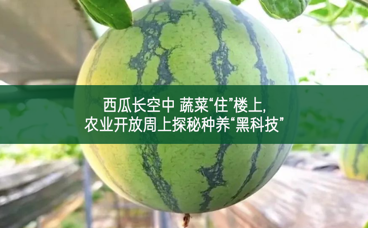 西瓜長空中 蔬菜“住”樓上 農業(yè)開放周上探秘種養(yǎng)“黑科技”