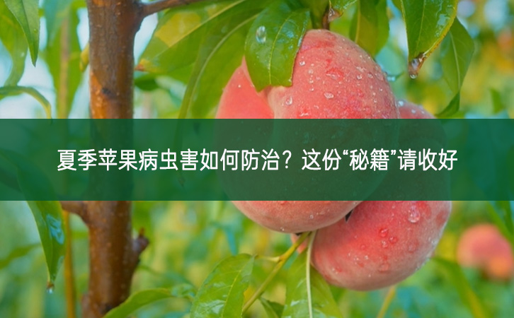夏季蘋果病蟲害如何防治?這份“秘籍”請收好