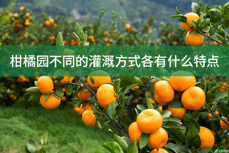 柑橘園不同的灌溉方式各有什么特點(diǎn)?