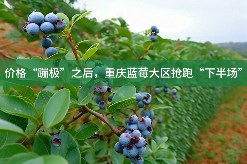 價格“蹦極”之后，重慶藍莓大區搶跑“下半場”