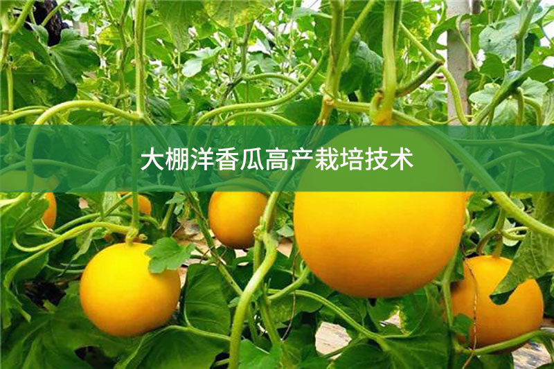 大棚洋香瓜高產(chǎn)栽培技術(shù)