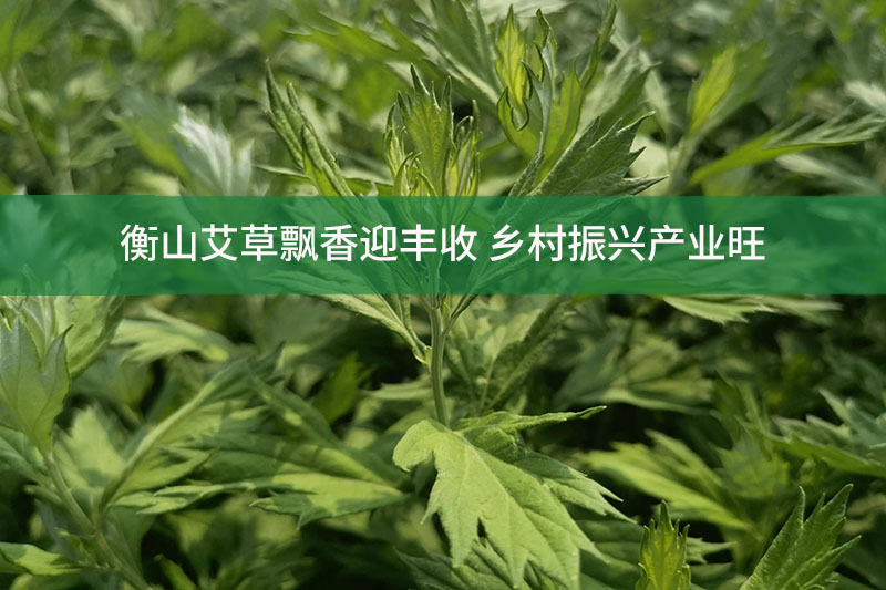 衡山艾草飄香迎豐收 鄉(xiāng)村振興產(chǎn)業(yè)旺