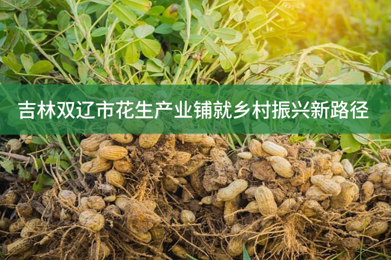 吉林雙遼市花生產業鋪就鄉村振興新路徑
