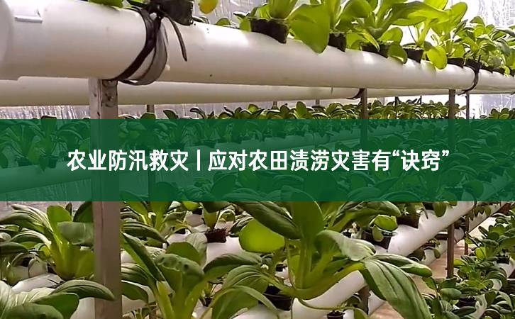農業防汛救災 | 應對農田漬澇災害有“訣竅”