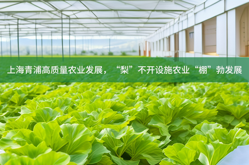 上海青浦高質量農業發展，“梨”不開設施農業“棚”勃發展