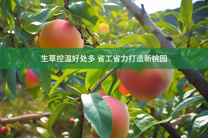 生草控溫好處多 省工省力打造新桃園