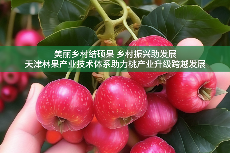 美麗鄉(xiāng)村結(jié)碩果 鄉(xiāng)村振興助發(fā)展——天津林果產(chǎn)業(yè)技術(shù)體系助力桃產(chǎn)業(yè)升級跨越發(fā)展