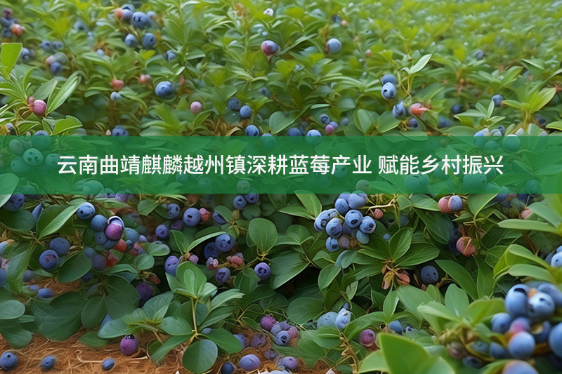 云南曲靖麒麟越州鎮深耕藍莓產業 賦能鄉村振興
