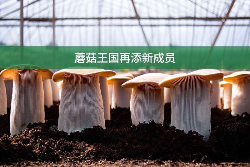 蘑菇王國再添新成員