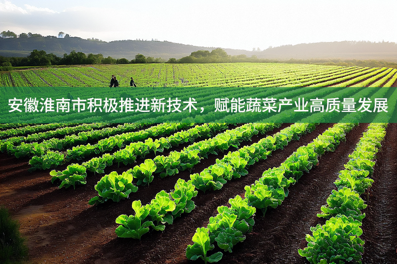 安徽淮南市積極推進新技術，賦能蔬菜產業高質量發展