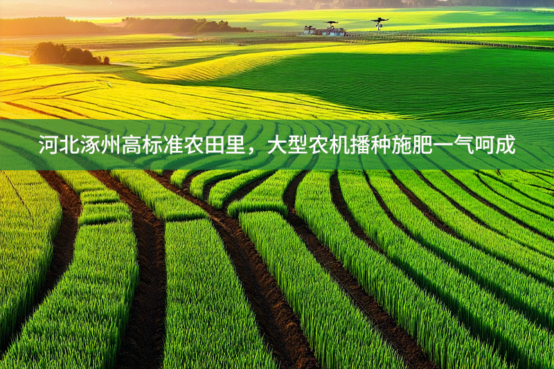 河北涿州高標(biāo)準(zhǔn)農(nóng)田里，大型農(nóng)機(jī)播種施肥一氣呵成