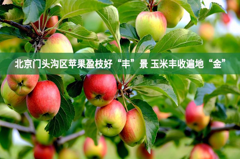北京門(mén)頭溝區(qū)蘋(píng)果盈枝好“豐”景 玉米豐收遍地“金”