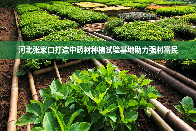 河北張家口打造中藥材種植試驗基地助力強村富民