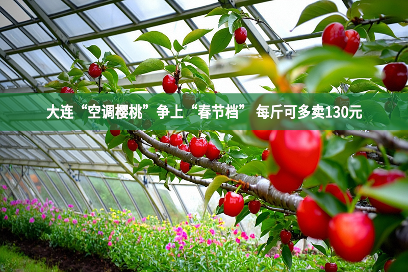 大連“空調櫻桃”爭上“春節檔” 每斤可多賣130元