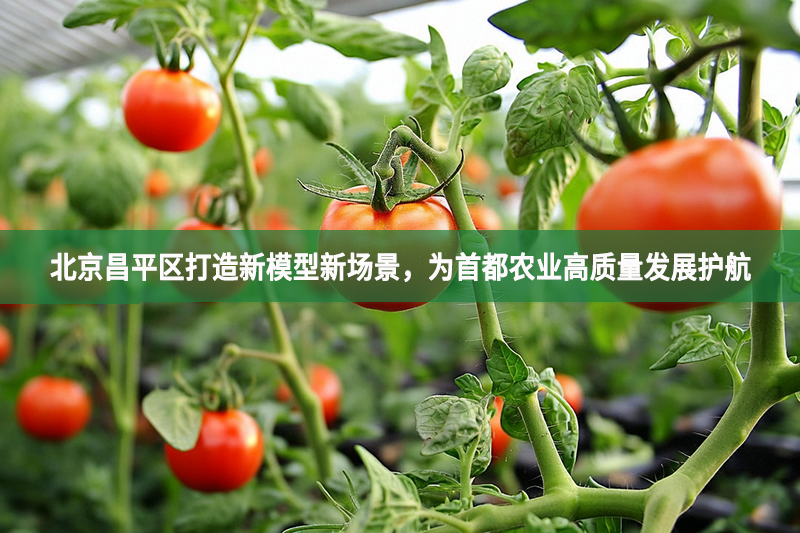 北京昌平區打造新模型新場景，為首都農業高質量發展護航