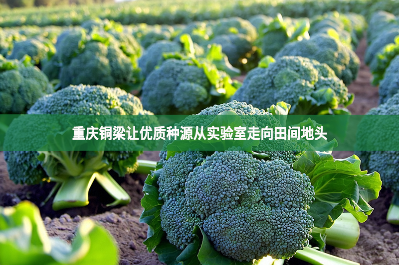 重慶銅梁讓優質種源從實驗室走向田間地頭