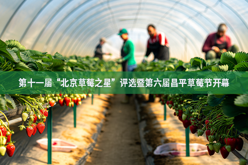 第十一屆“北京草莓之星”評選暨第六屆昌平草莓節開幕