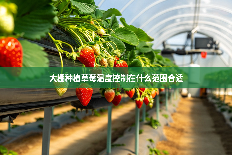 大棚種植草莓溫度控制在什么范圍合適?