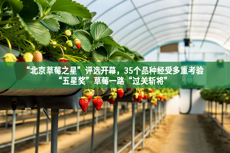 “北京草莓之星”評選開幕，35個品種經受多重考驗“五星獎”草莓一路“過關斬將”