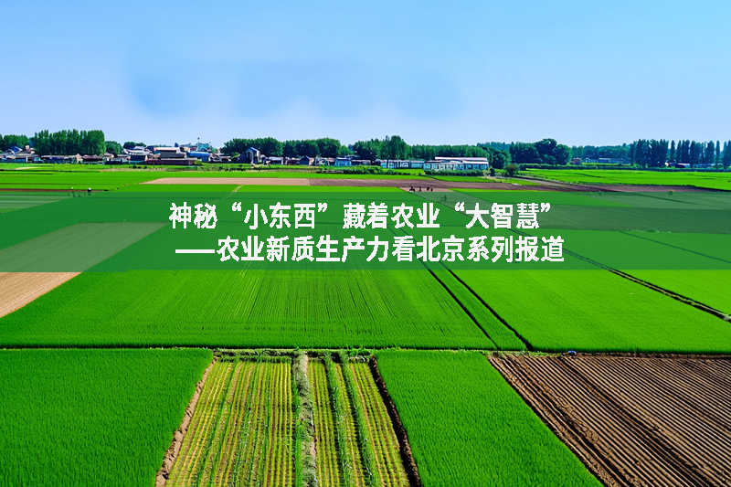 神秘“小東西”藏著農業“大智慧” ——農業新質生產力看北京系列報道