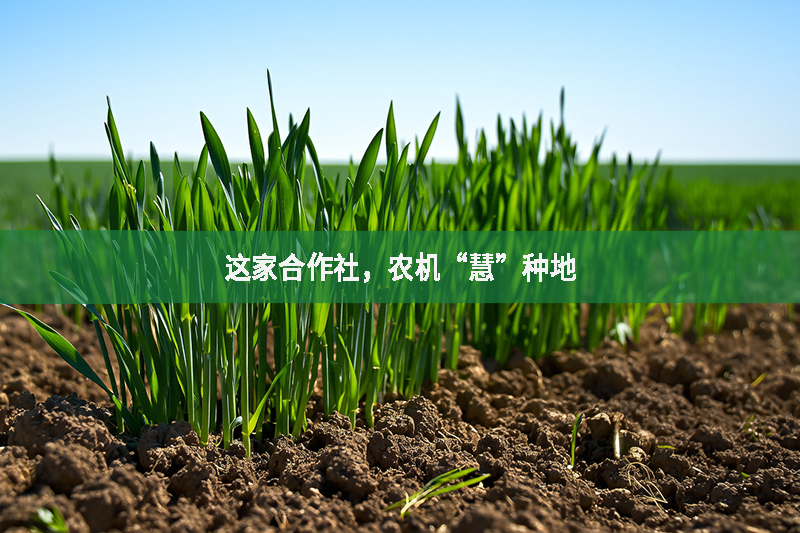 這家合作社，農(nóng)機“慧”種地