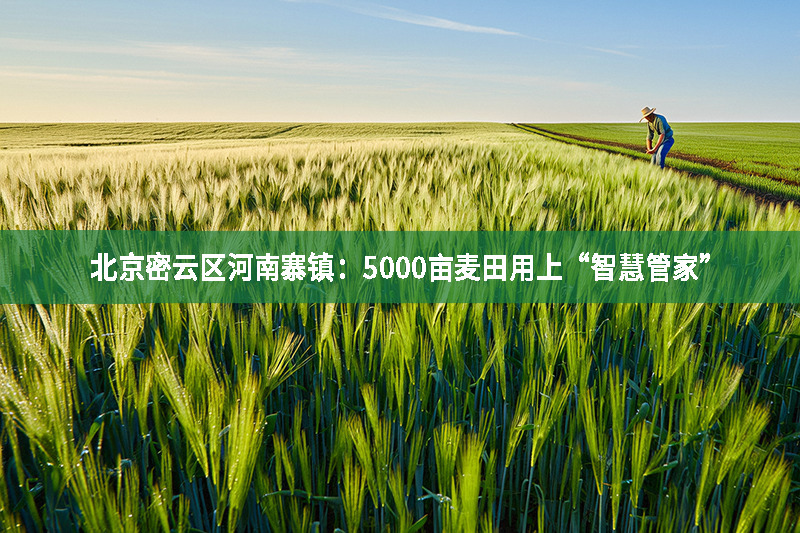 北京密云區河南寨鎮：5000畝麥田用上“智慧管家”
