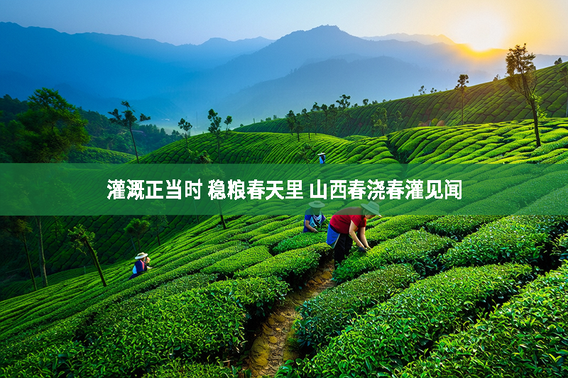 灌溉正當時 穩糧春天里 山西春澆春灌見聞