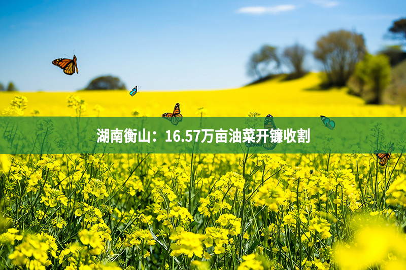 湖南衡山：16.57萬畝油菜開鐮收割