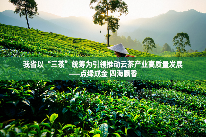 我省以“三茶”統(tǒng)籌為引領(lǐng)推動(dòng)云茶產(chǎn)業(yè)高質(zhì)量發(fā)展——點(diǎn)綠成金 四海飄香