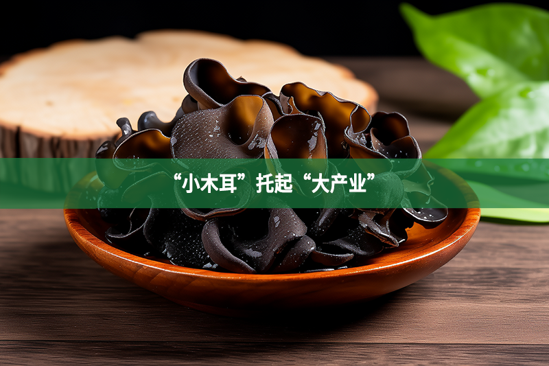 “小木耳”托起“大產業”