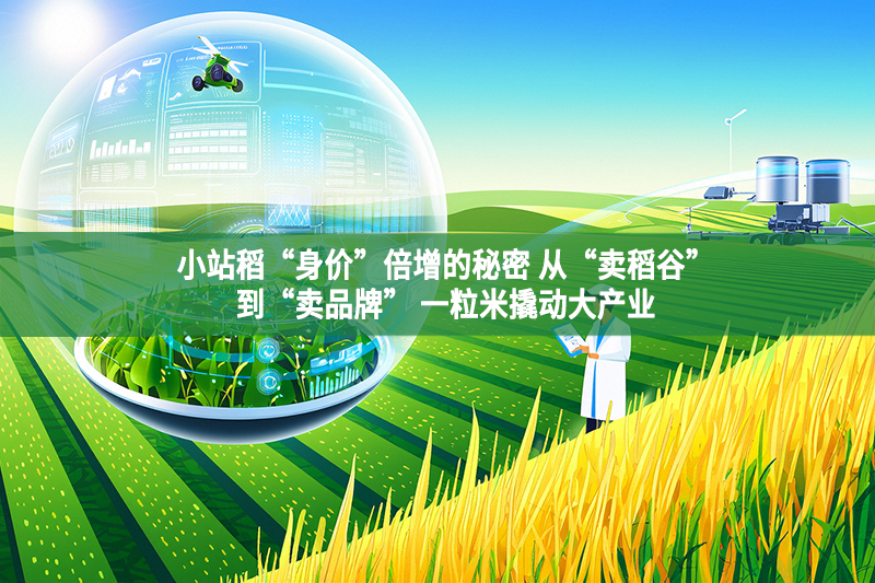 小站稻“身價”倍增的秘密 從“賣稻谷”到“賣品牌” 一粒米撬動大產業