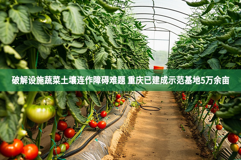 破解設施蔬菜土壤連作障礙難題 重慶已建成示范基地5萬余畝