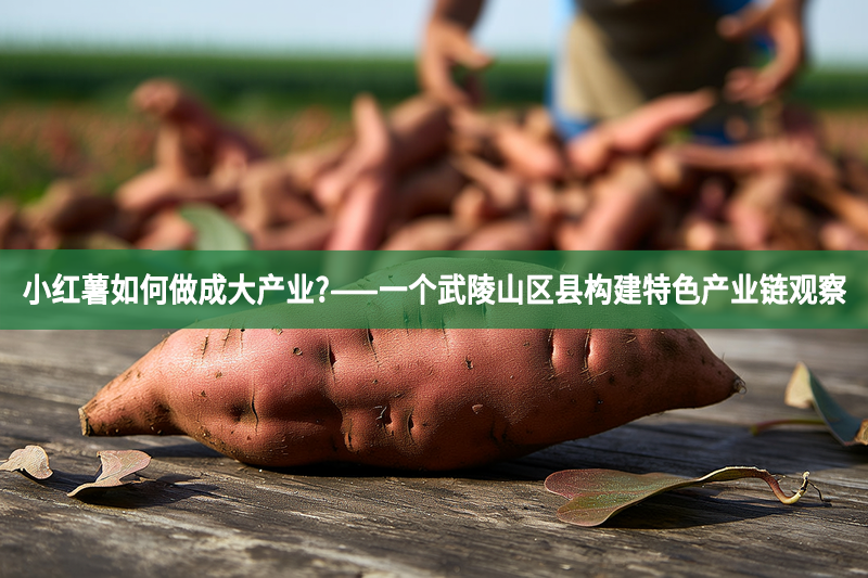 小紅薯如何做成大產(chǎn)業(yè)?——一個武陵山區(qū)縣構(gòu)建特色產(chǎn)業(yè)鏈觀察