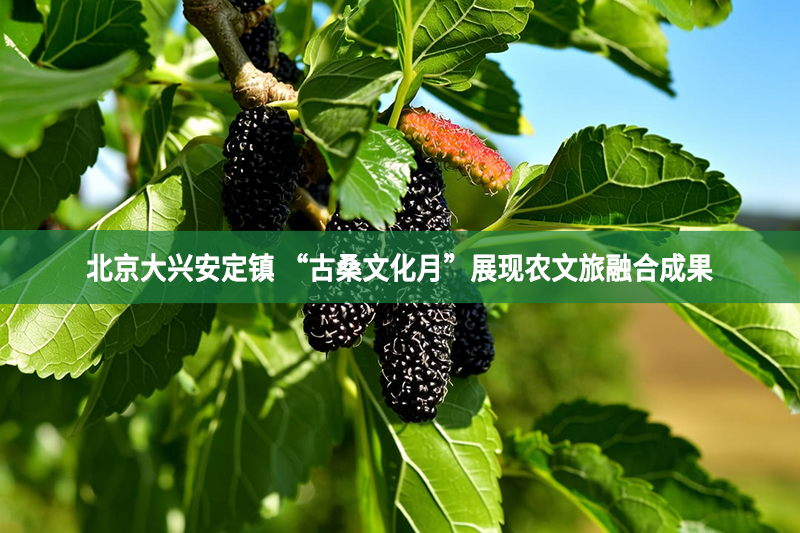 北京大興安定鎮 “古桑文化月”展現農文旅融合成果