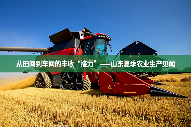 從田間到車間的豐收“接力”——山東夏季農業生產見聞