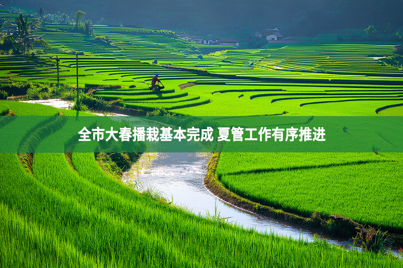 全市大春播栽基本完成 夏管工作有序推進