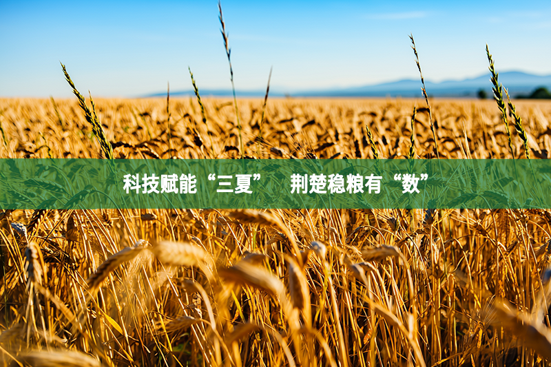 科技賦能“三夏”　荊楚穩糧有“數”