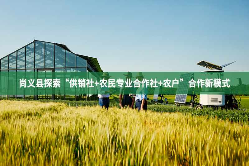 尚義縣探索“供銷社+農(nóng)民專業(yè)合作社+農(nóng)戶”合作新模式