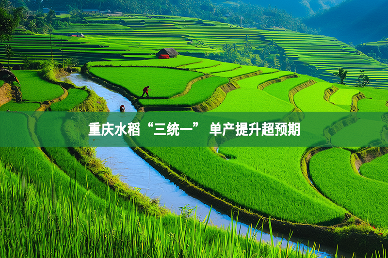 重慶水稻“三統一” 單產提升超預期