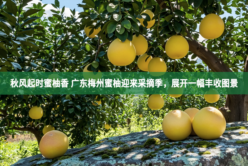 秋風(fēng)起時(shí)蜜柚香 廣東梅州蜜柚迎來采摘季，展開一幅豐收?qǐng)D景