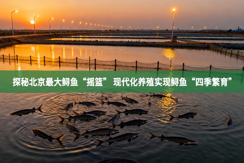 探秘北京最大鱘魚“搖籃” 現(xiàn)代化養(yǎng)殖實(shí)現(xiàn)鱘魚“四季繁育”