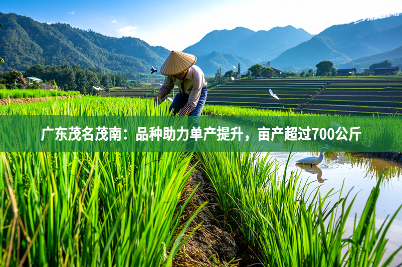 廣東茂名茂南：品種助力單產(chǎn)提升，畝產(chǎn)超過700公斤